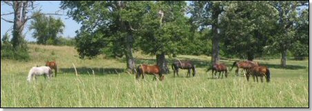 Summer Grazing in the Pasture