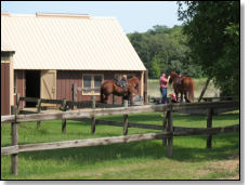 Horses and Groomers